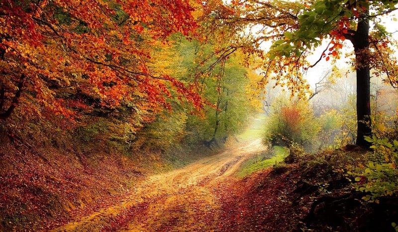 Forest Path in Autumn